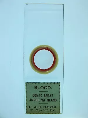 Antique Microscope Slide By R. & J. Beck.  Blood Of A Congo Snake . • $6.22