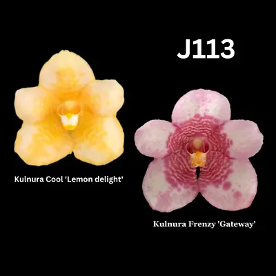 $13.50 • Buy Sarcochilus Orchid Seedling. J113 (Kulnura Cool 'Lemon Delight' X Kulnura Frenzy