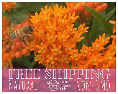 250+ ORANGE BUTTERFLY MILKWEED SEEDS | Monarch Butterfly Native Pollinator Plant • $5.99