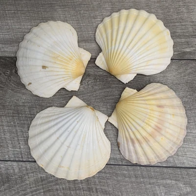$7 • Buy 4 Natural White Scallop Sea Shells Large 4.25  Beach Decor Craft Lions Paw
