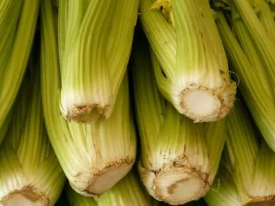 2750+ Celery Seeds Heirloom (Stringless) Vegetable For Microgreens Or Planting • $1.99