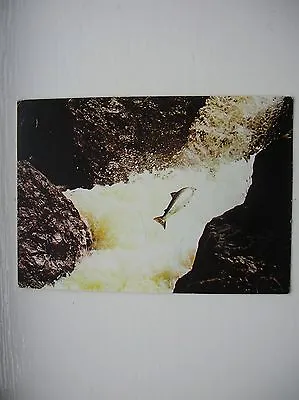 Salmon Leaping Postcard. (Scotland - J Arthur Dixon) • £2.79