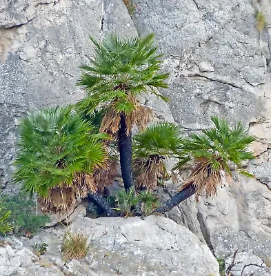 Chamaerops Humilis - - Dwarf Palm - Mediterranean Fan Palm ** • £25.43