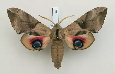 Sphingidae - Smerinthus Planus - Oriental Eyed Hawkmoth - #8 - Male • $10.82