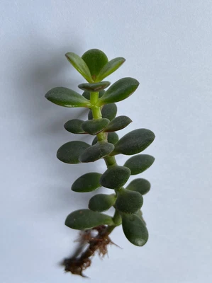 £2.98 • Buy X1 Jade Money Plant House Office Plant Fast Delivery