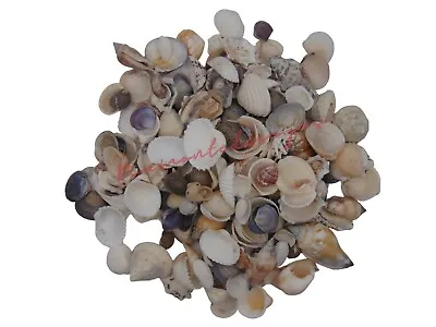 Dainty Mixed Shells Natural Shells Seashells Beach Shells Wedding Display Craft • £2.95