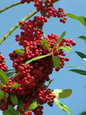 DAHOON HOLLY Ilex Cassine Florida Native Wild Tree Bonsai Shrub Seed  15 Seeds • £8.54