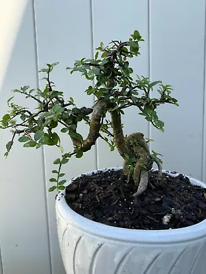 Chinese Elm Bonsai Tree • $150