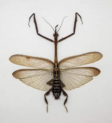 Mantidae -Mantis - Ceratocrania Macra (m) - Cameron Highlands Malaysia (MS60-A) • $14.98
