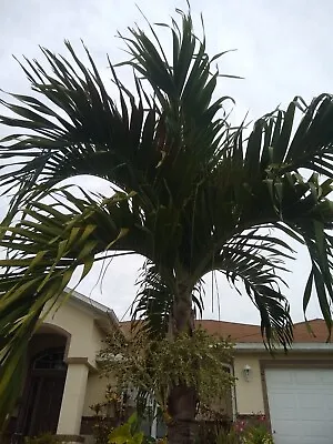 Adonidia Merrillii Christmas Palm Tree Seedling South Florida Grown • $25