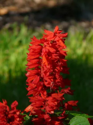 500+ SAGE SEEDS | Scarlet Red (Salvia Coccinea) | Medicinal Herb Wildflower • $2.68