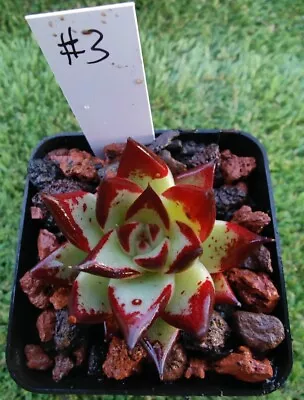 #03 Echeveria Agavoides Ebony 6cm Diameter • $35