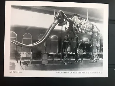 Postcard Unused California La Brea Tar Pits- Mammoth In La Brea Hall 1919-repro • $5