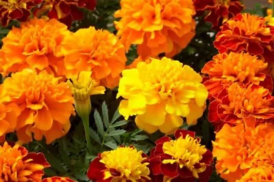 Marigolds ( Tagetes) 200-300 Fresh Seeds Mixed Colors. • $5