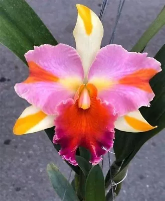 Orchid Cattleya Amazing Thailand  'Rainbow' • $30