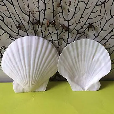 $13.67 • Buy 25pcs Scallop Shells For Crafts 23 Inches White Large Natural Seashells From For