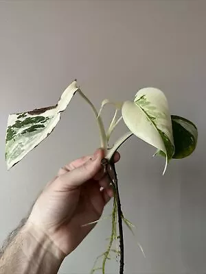 Monstera Albo Variegated High Variegation Fully Rooted Plant. US Seller • $10.50