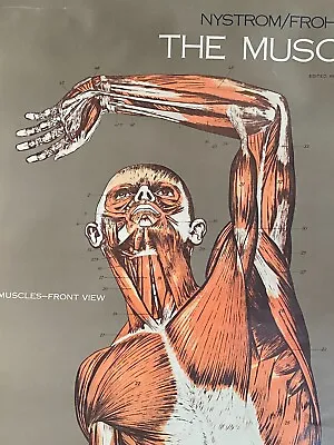 Nystrom Frohse Muscular System Anatomical Chart - Vintage - Excellent! • $275