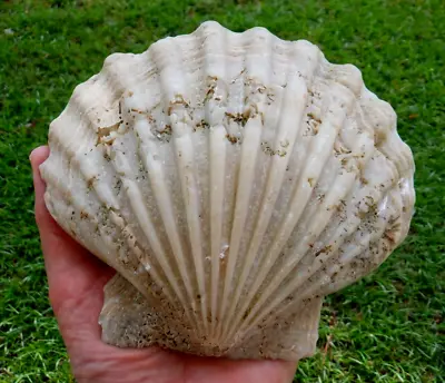$34.99 • Buy Giant 6.4  FOSSIL CHESAPECTEN SCALLOP Sea Shell NC Megalodon Shark Tooth Site 02