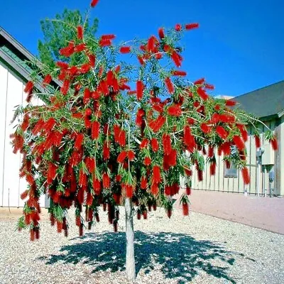 50 WEEPING BOTTLEBRUSH Flower Tree Seeds Garden Plant (Callistemon Viminalis) • $6.95