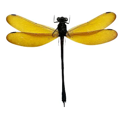 £5.99 • Buy Lara Damselfly (Euphaea Lara) Specimen Indonesia Dragonfly Insect Entomology