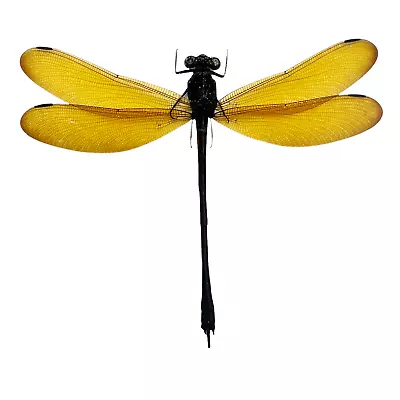 £5.99 • Buy Lara Damselfly (Euphaea Lara) Specimen Indonesia Dragonfly Insect Entomology