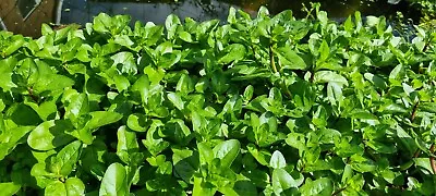 6 X Rooted Stems Veronica Beccabunga  Brooklime  Marginal Pond Plant. • £6.50