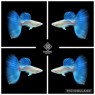 1 Male ☆ Albino Sky Blue Topaz - High Quality Live Guppy Fish -Grade A+ • $14