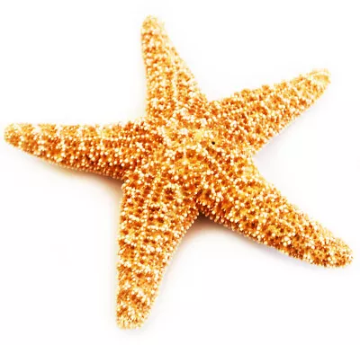 12 Sugar Starfish 5-6  Beach Wedding Decor Nautical Crafts Coastal Art Display • $61.99