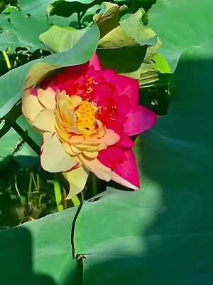 Lotus Double Colour /Water Lily Flower/Bonsai Lotus/Ponds / Bow/5 Fresh Seeds • £3.95