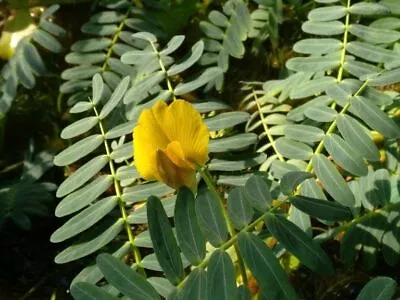 Aeschynomene Fluitans WATER MIMOSA Exotic SEEDS! • $4.99