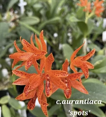 Orchid Species- Cattleya Aurantiaca 'spots' • $17