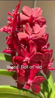 Vanda Roll On Red  BS Fragrant ￼LARGE PLANTS • $55