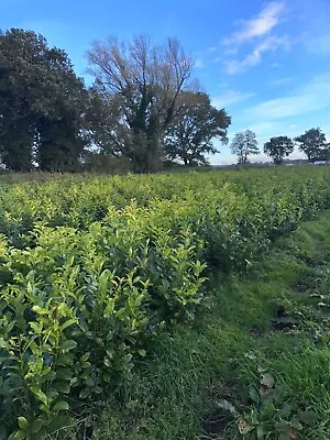 Cherry Laurel Extra Bushy UK Grown Hedging Plants  • £24.99