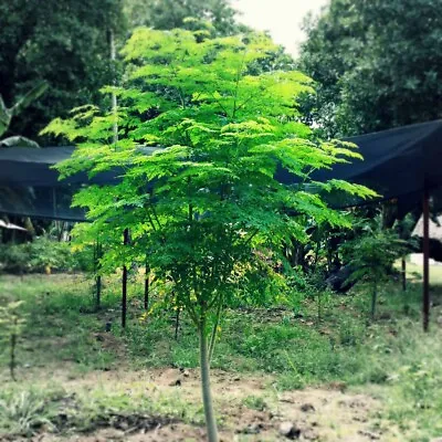 50+ Moringa Seeds For Planting | Non-GMO | Fast Growing Tree Seeds USA • $8.98