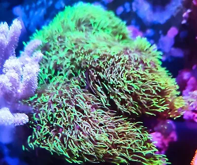 Neon Green Star Polyp GSP Soft Coral Frag Beginner Live Marine Frags Corals Reef • £16.99