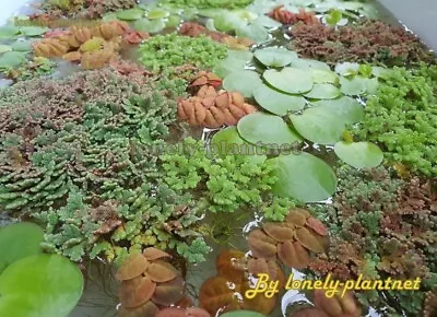 Floating Mix Aquarium Plants For Fish Tank/pond Duckweed/Azolla • $14.95