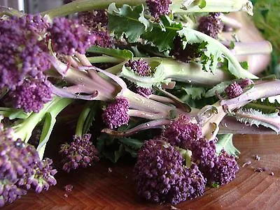 £1.29 • Buy Organic Broccoli Purple Early Sprouting 2.5 Gram ~ 700 Seeds