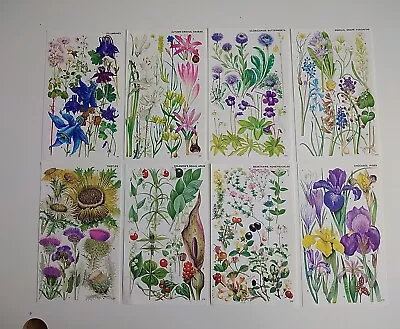 Set Of 8 Vintage Botanical Prints Book Plates Ephemera Illustration Wall Art • £10
