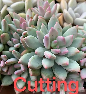 Succulent CUTTING - Echeveria Spica • $3