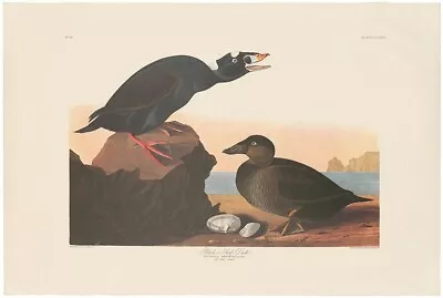$250 • Buy Audubon Amsterdam Ed Double Elephant Folio Lithograph Pl 317 Black, Or Surf Duck