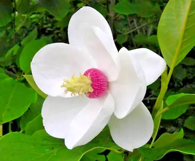 12 OYAMA MAGNOLIA SEEDS - Magnolia Sieboldii • $6