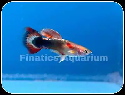 One Sunray Male Guppy • $4.99