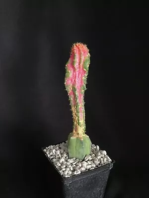Gymnocalycium Mihanovichii Myrtillocactus Geometrizans Chimera  Cactus • $22.50