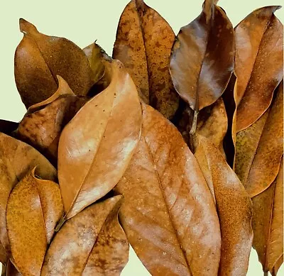 15+ Magnolia Leaves ( Hand Washed Frozen 24hrs Not Heat Treated )  • $5