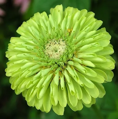 Zinnia Giant Envy (green) 4 Gram ~ Approx 480 Finest Seeds • £2.29