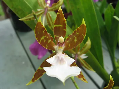  orchid Plant  Odontglossum Nuanu • $24