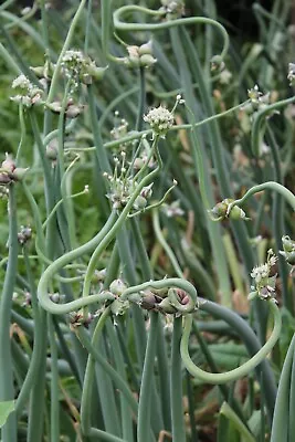 5 Egyptian Walking Onions Tree Onion Organically Grown 5 Small Bulblets Start • $5