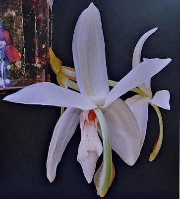$100 • Buy Stanhopea Orchid - Stanhopea Grandiflora (Species)