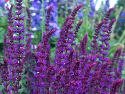 Salvia Nemorosa - Violet Queen 0.7 Gram ~ Approx 630 Finest Seeds • £2.59